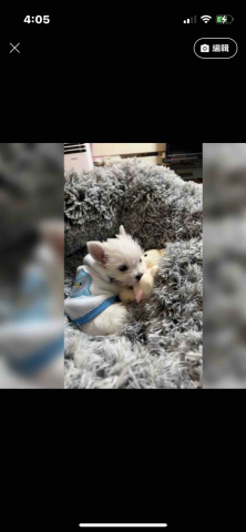 提供soho族服務的專家謝13-寵物