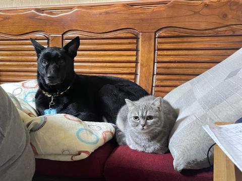 Mag - 目前家中有2貓1狗也有寵物零食手作，我們家貓狗都吃喔