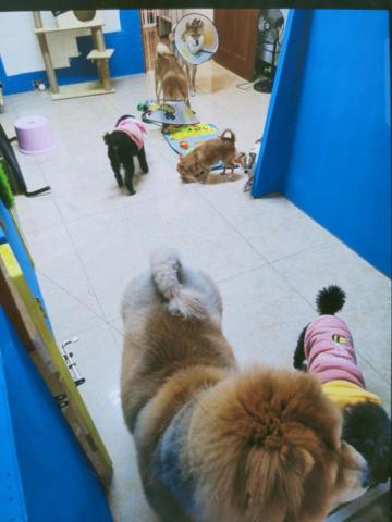 珈寶貝寵物澡堂/旅館 - 