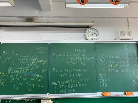 顏書品 - 授課板書內容 葉的構造