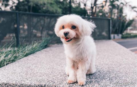 林鼎偉 - 寵物攝影特寫/毛孩攝影