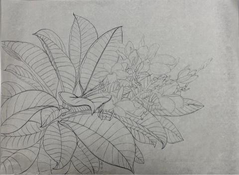 琦琦老師 - 水墨白描創作