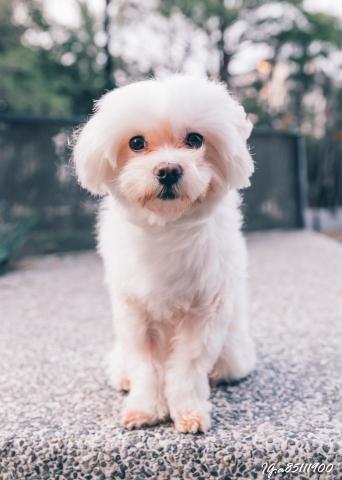 林鼎偉 - 寵物攝影特寫/毛孩攝影