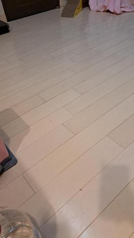 黃婷鈺 - 清潔完成