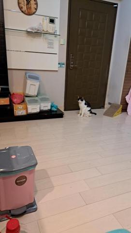 黃婷鈺 - 來客戶家照顧貓貓