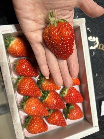 Tracy程 - 隨手拍下大顆草莓 很難得見到美美醬大顆的草莓  哇 不僅心情變好 也讓我垂涎三尺 哈 真想咬一口  