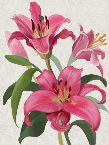 盈兒 - 粉百合 盈兒 - 粉百合