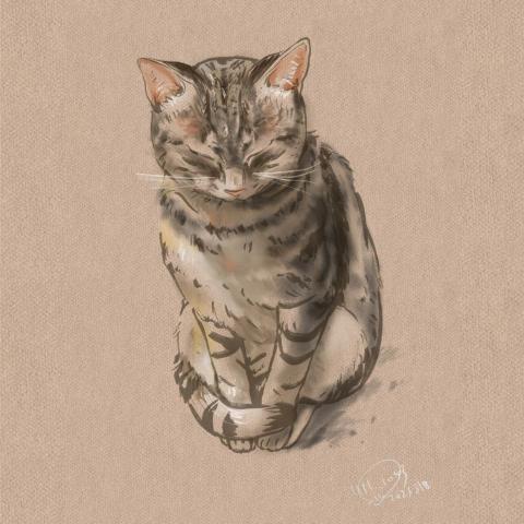 盈兒 - 家裡的貓 盈兒 - 家裡的貓