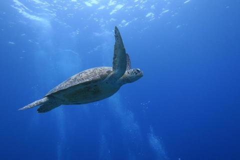 歐陞潛水中心 - 