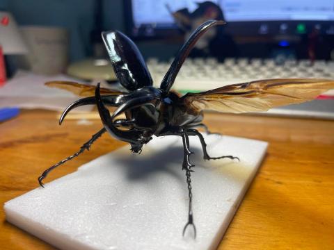 Devin -  昆蟲標本代工