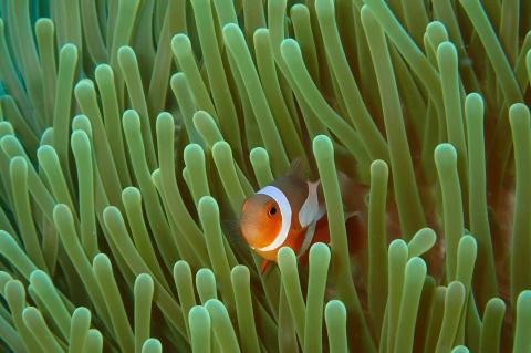 歐陞潛水中心 - 