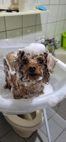 拉可菲寵物工作室🐾Lacof Pet Studio - 