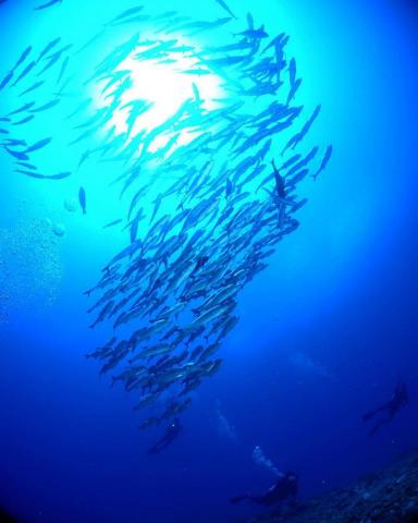 歐陞潛水中心 - 