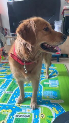 楊善畇 - 照顧過的狗狗