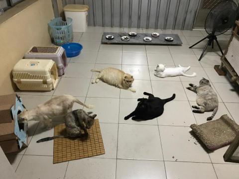 陪貓玩 - 喵喵家庭