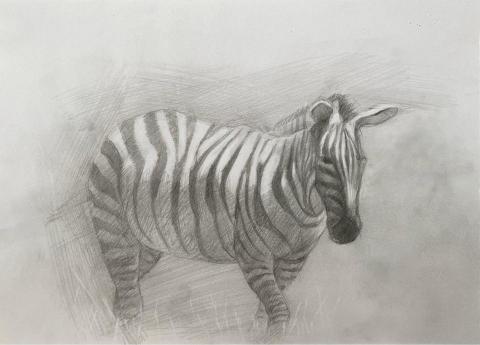 Jasmine老師 - 鉛筆素描