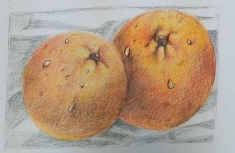 陳學嬪 - 學生色鉛筆習作