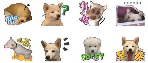 浣熊與波 - 毛孩波波貼圖(試版) 浣熊與波 - 毛孩波波貼圖(試版)