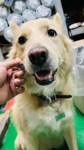 接送跑腿服務 -  分享自己的毛孩照片