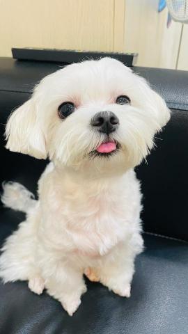 接送跑腿服務 -  分享自己的毛孩照片