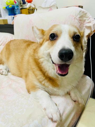 接送跑腿服務 -  分享自己的毛孩照片