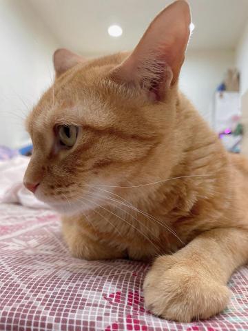 接送跑腿服務 - 分享自己的毛孩照片