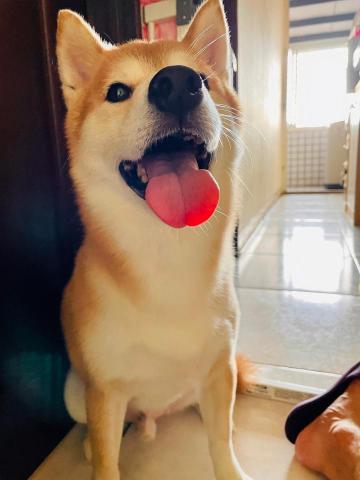 接送跑腿服務 - 分享自己的毛孩照片