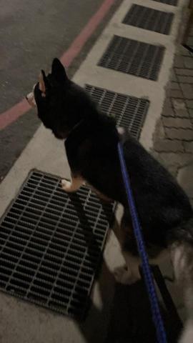 璩境儀 - 我家的狗～