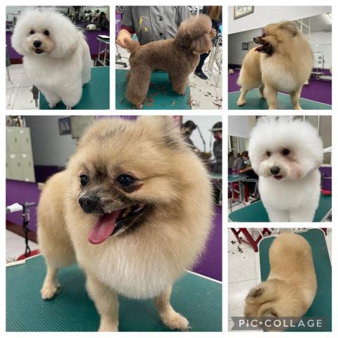 小毛怪寵物美容x到府遛狗 - 寵物美容紀錄