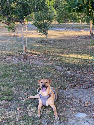 胡雅筑 - 自家的狗狗～很喜歡帶他到公園跑步
