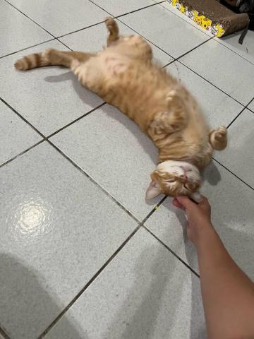 Ellen's pet care 到府寵物保姆 - 最喜歡摸摸了 Ellen's pet care 到府寵物保姆 - 最喜歡摸摸了