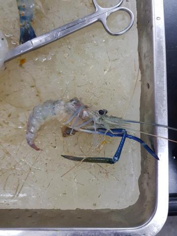 林羿婷 - 我的興趣是解剖喔