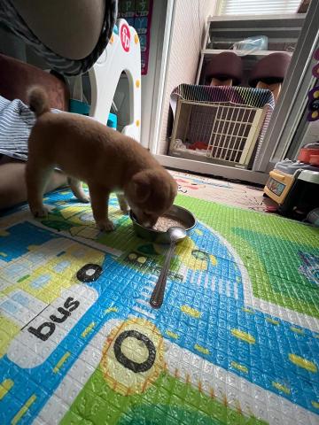 楊善畇 - 照顧可愛小柴犬