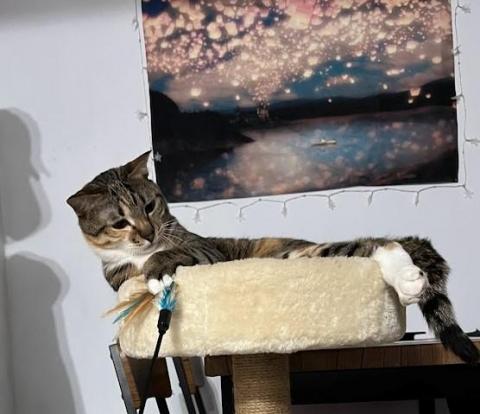 Ellen's pet care 到府寵物保姆 - 陪玩中 Ellen's pet care 到府寵物保姆 - 陪玩中