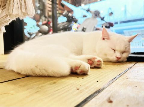 UnaHuang - 寵物攝影