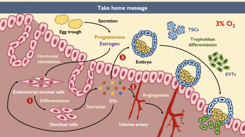 劉祐榛 - 報告簡報製作圖 - 電繪、手繪