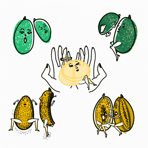 黃雅超 - 愛玉如何做成的童書故事