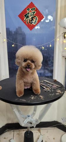 拉可菲寵物工作室🐾Lacof Pet Studio - 