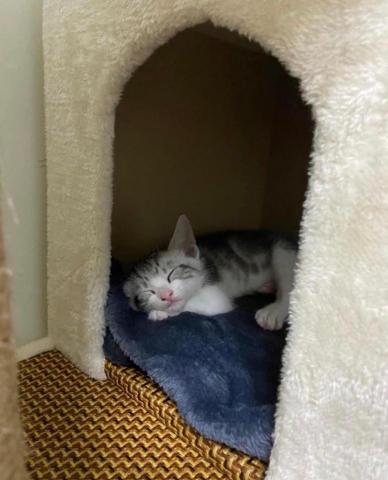 EC - 這是我的貓貓