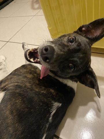 EC - 這是我的狗狗