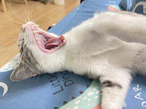 EC - 希望可以多賺點錢錢給她買罐罐