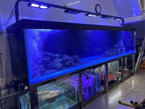 森湖水族-進口紅龍-訂做魚缸 - 13尺訂做海水魚缸