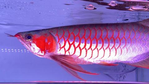 森湖水族-進口紅龍-訂做魚缸 - 頂級白玉紅龍