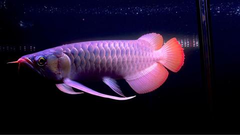 森湖水族-進口紅龍-訂做魚缸 - 特殊夢翼紅龍