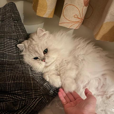 提供180服務的專家王秋