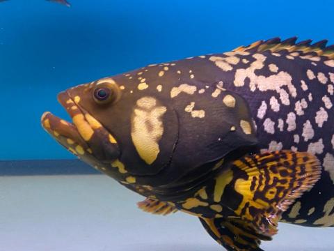 森湖水族-進口紅龍-訂做魚缸 -  淡化龍膽石斑