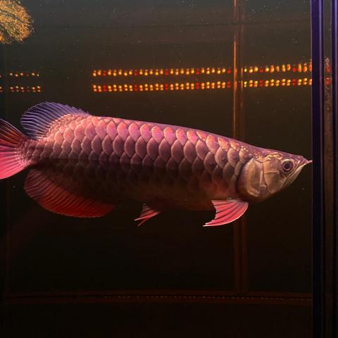 森湖水族-進口紅龍-訂做魚缸 - 古典過背金龍