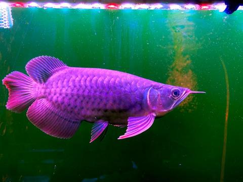 森湖水族-進口紅龍-訂做魚缸 -  短身紅龍