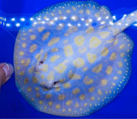 森湖水族-進口紅龍-訂做魚缸 - 