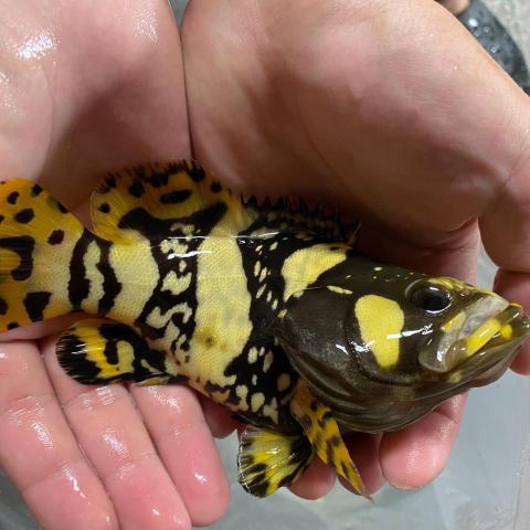 森湖水族-進口紅龍-訂做魚缸 - 短身龍膽石斑